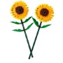GIRASOLI (40524)