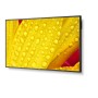 NEC MultiSync M501-2 Design chiosco 127 cm (50") LED 4K Ultra HD Nero Processore integrato (60006084)