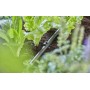MDS-Rohrhalter fr Verlegerohr 13mm (1/2") (grau, 10 Stck) (13208-20)