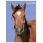 CF10 MAXI D.CUCCIOLI 42FF 0B F.TOA4 (02330170C)