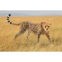Schleich Wild Life 14746 action figure giocattolo (14746)