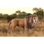 Schleich Wild Life 14726 action figure giocattolo (14726)