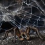 schleich Harry Potter Aragog (13987)