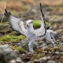 schleich Buckbeak (13988)