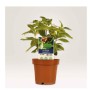 CF120 CARTELLINI P/PIANTE100X20 (T3005-10)