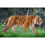 Schleich Wild Life 14729 action figure giocattolo (14729)