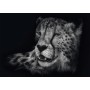 Ashley Rader: Speed - Gepard, Im Zeichen der Anmut (1000 Teile) (58542)