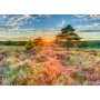 Heide im Sonnenuntergang (1000 Teile) (59768)