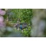 Gardena 14610-20 pompa ad acqua