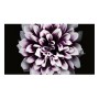 Samsung LH008IWJMWS/XU visualizzatore di messaggi Pannello piatto per segnaletica digitale 4K Ultra HD Nero Tiz (LH008IWJMWS/XU)