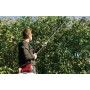 Einhell 3425205 accessorio per spruzzatore da giardino Incisore spray