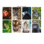 CF10 QUAD. ANIMALI 100G A4 0A (7857A)